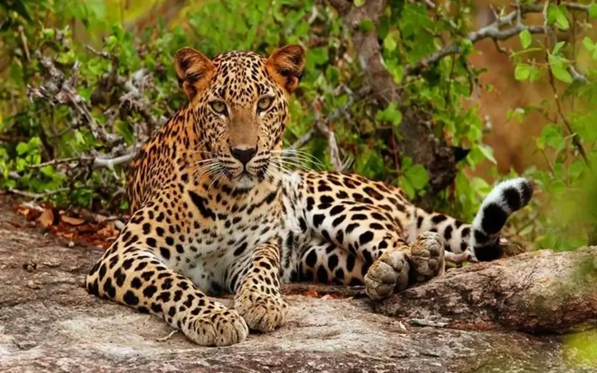 Yala safari in Sri Lanka Wildlife & Adventure in Sri Lanka